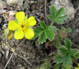 Potentilla incana. Цветок и листья. Ставропольский край, г. Кисловодск, Курортный парк верхний. 02.04.2013.