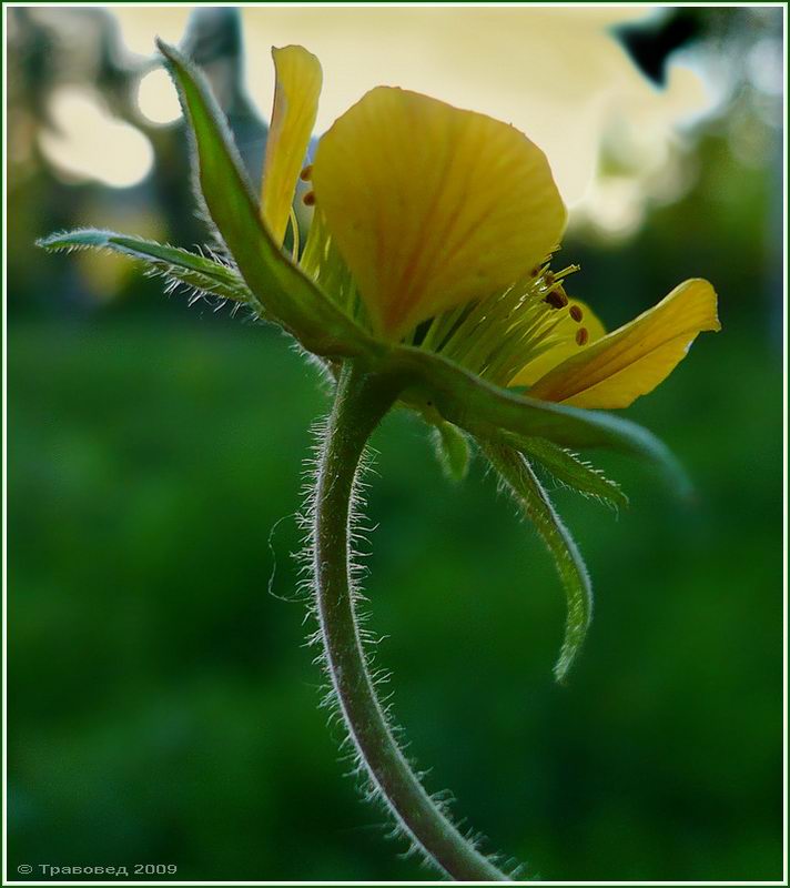 Image of Geum &times; intermedium specimen.