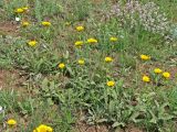 Смотреть изображение Inula oculus-christi