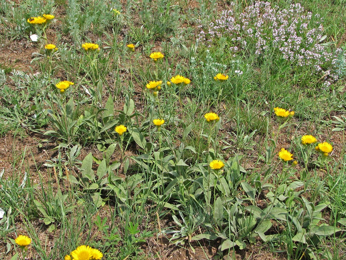 Изображение особи Inula oculus-christi.