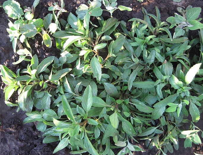 Image of Monarda citriodora specimen.