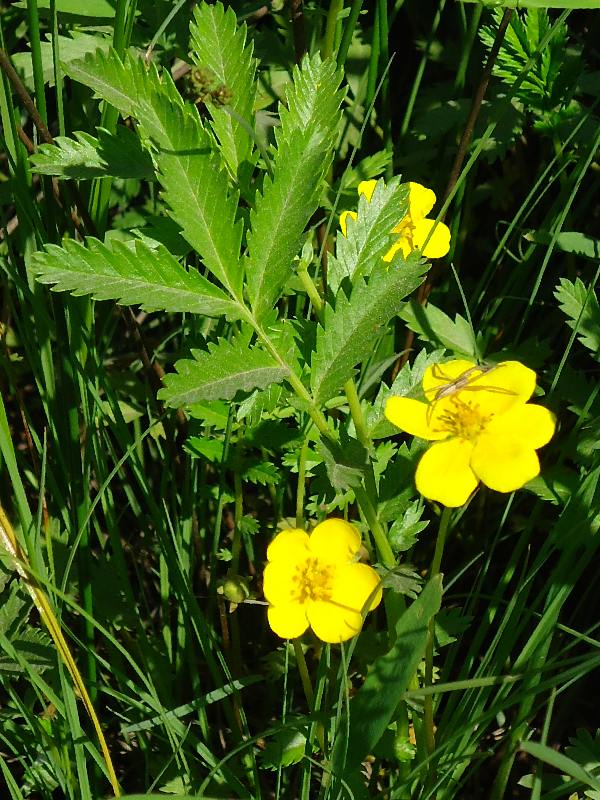 Image of Potentilla anserina ssp. groenlandica specimen.