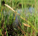 Carex paleacea. Верхушка плодоносящего растения. Архангельская обл., Приморский р-н, окр. дер. Солза, побережье Белого моря. 08.07.2013.