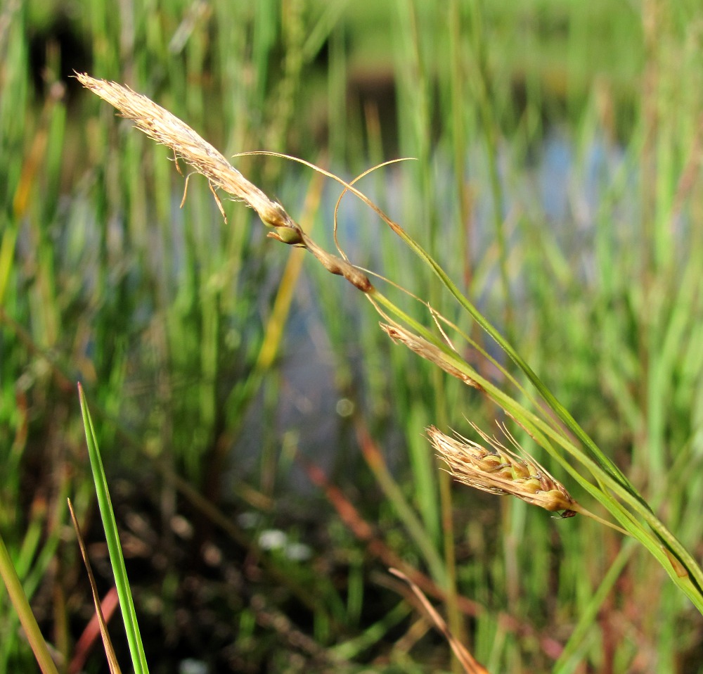 Image of Carex paleacea specimen.