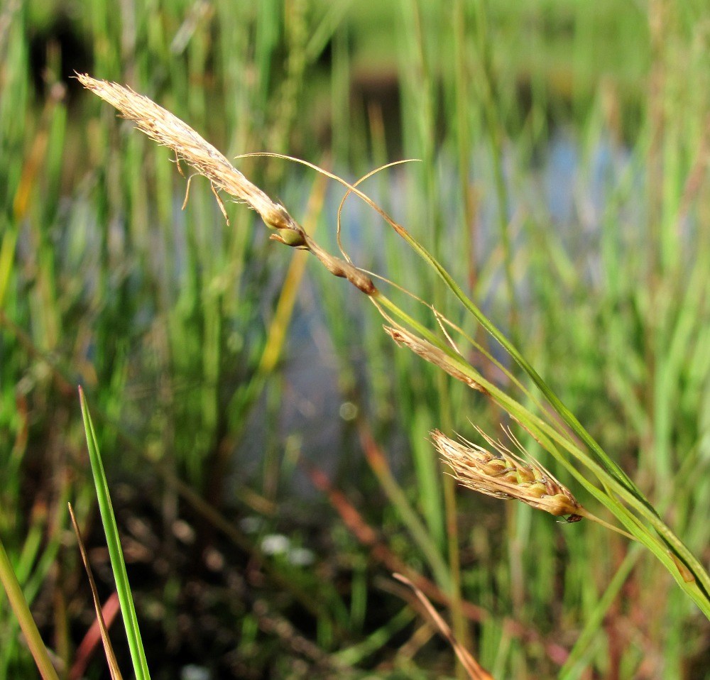 Изображение особи Carex paleacea.