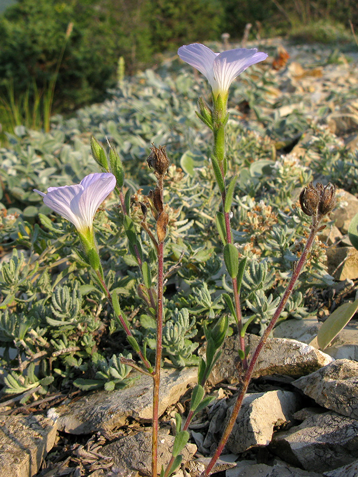 Изображение особи Linum lanuginosum.