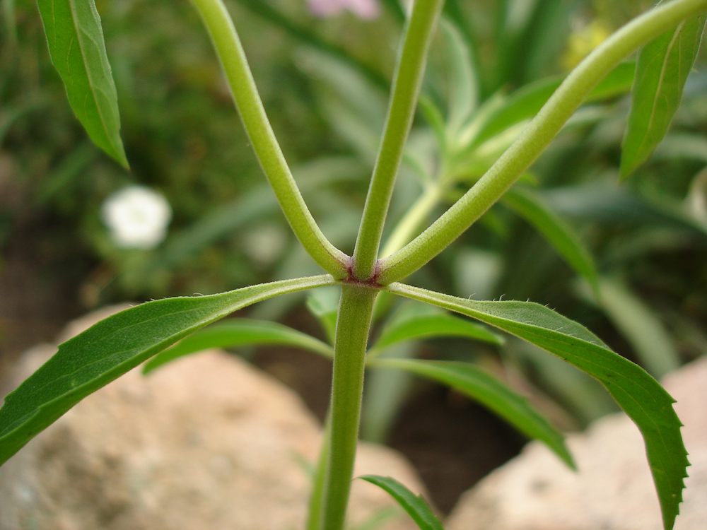 Image of Monarda citriodora specimen.