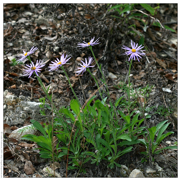 Изображение особи Aster alpinus.