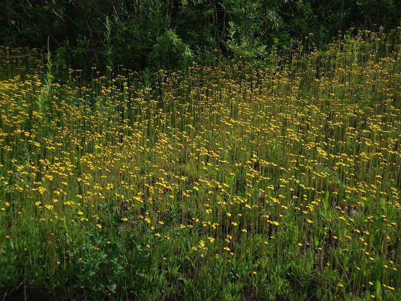 Image of Pilosella &times; floribunda specimen.