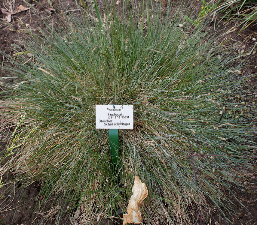 Изображение особи Festuca pallens.