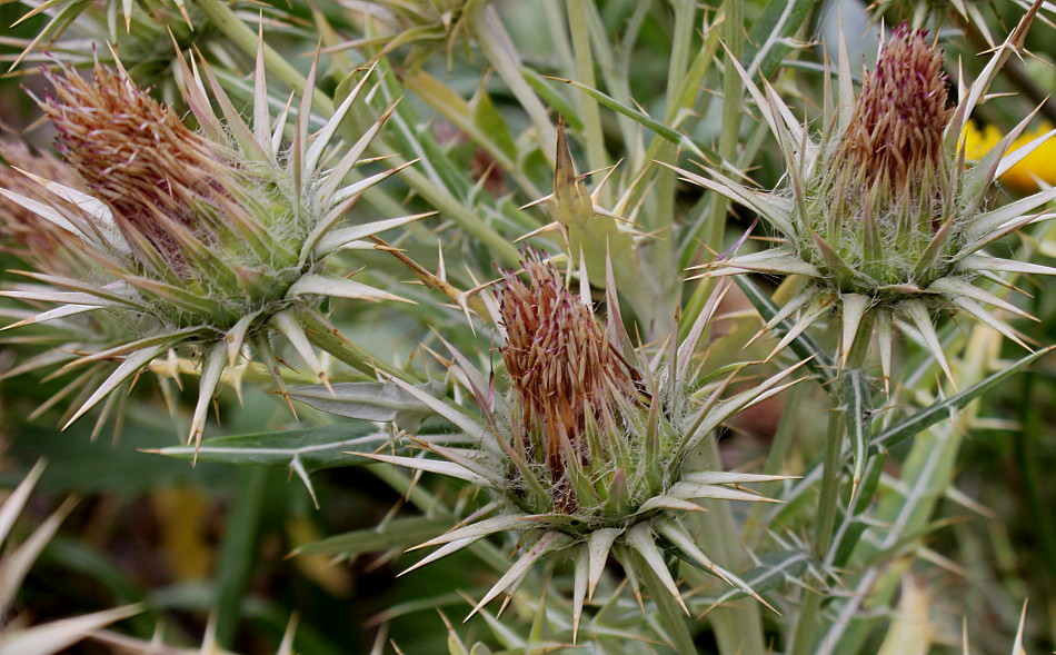 Image of Lamyra afra specimen.