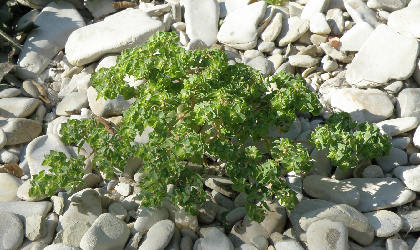 Image of Euphorbia falcata specimen.