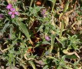 genus Epilobium