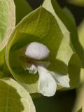 Moluccella laevis. Цветок. Финляндия, г. Оулу, ботанический сад Университета Оулу, в культуре. 12.09.2013.
