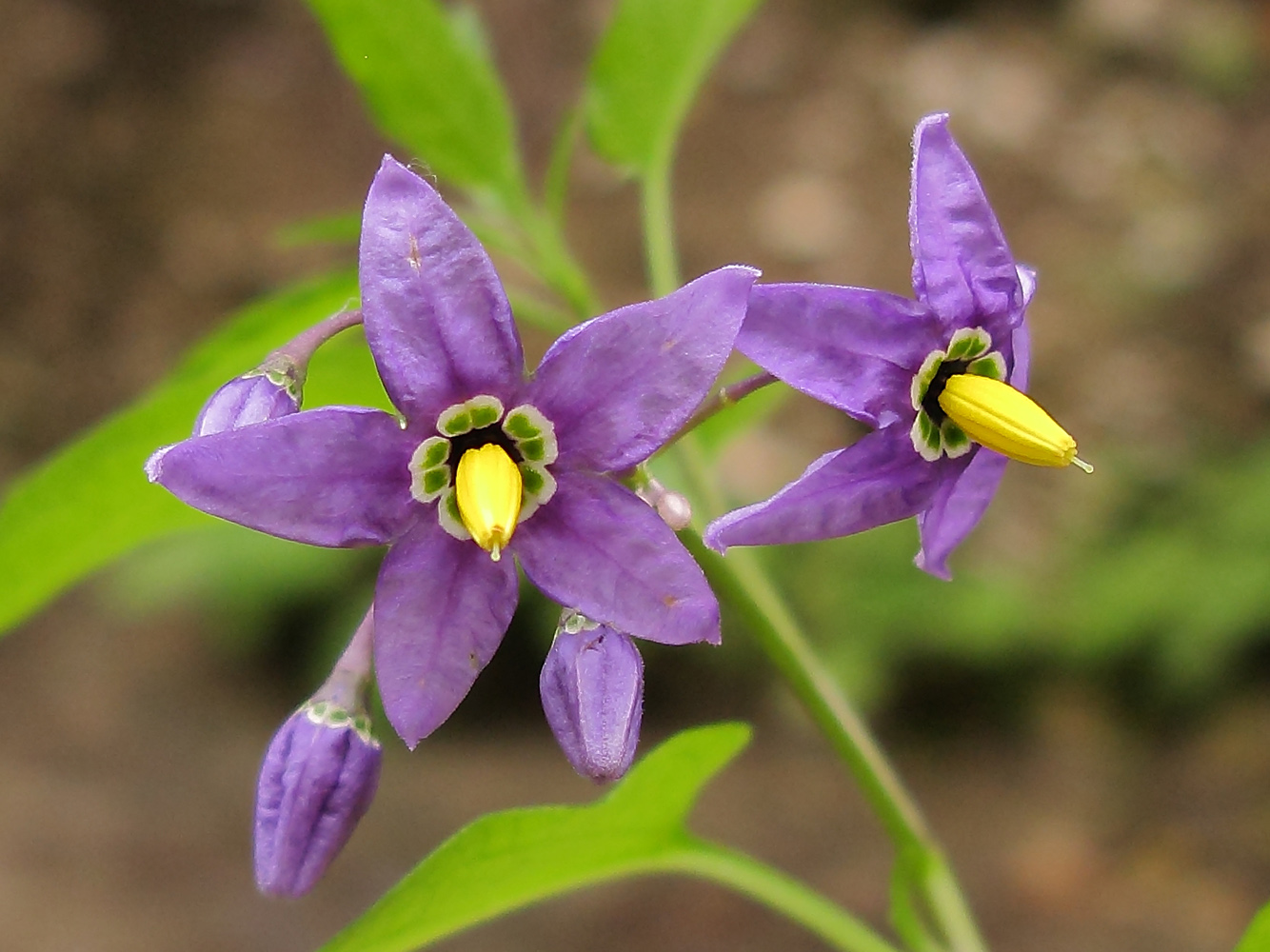 Изображение особи Solanum dulcamara.