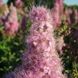 Spiraea &times; billardii