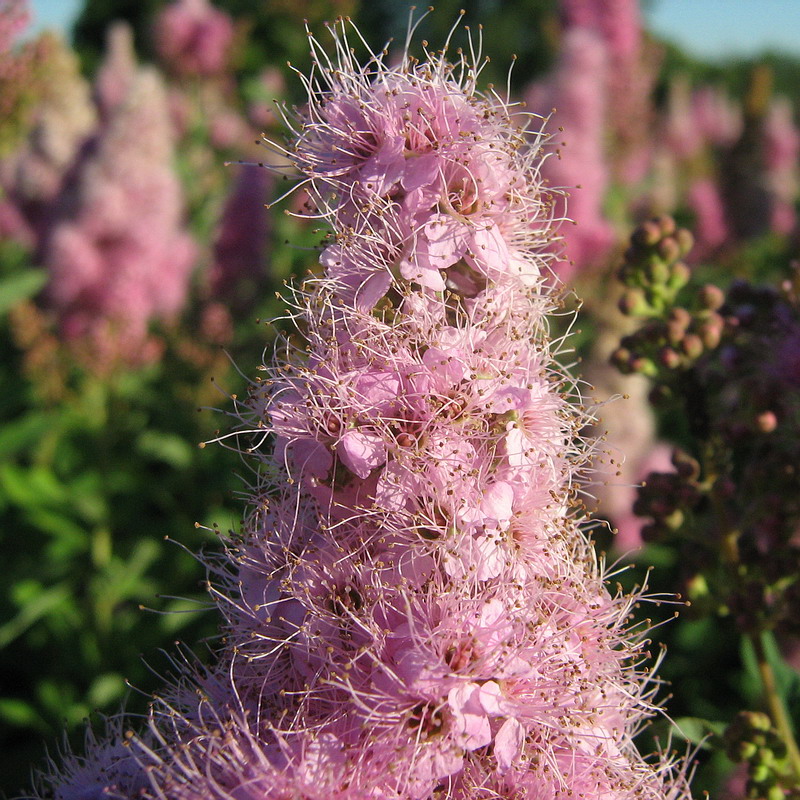 Image of Spiraea &times; billardii specimen.