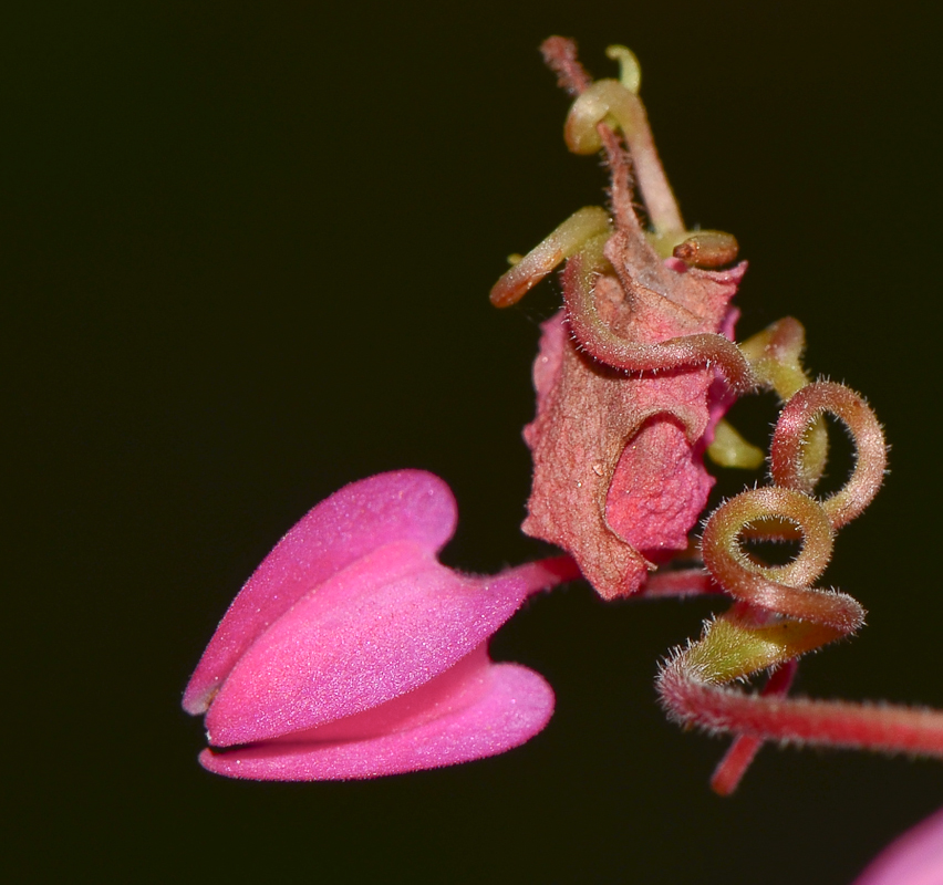 Изображение особи Antigonon leptopus.