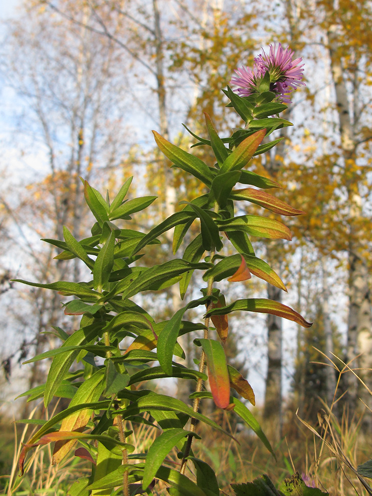 Изображение особи Symphyotrichum novae-angliae.