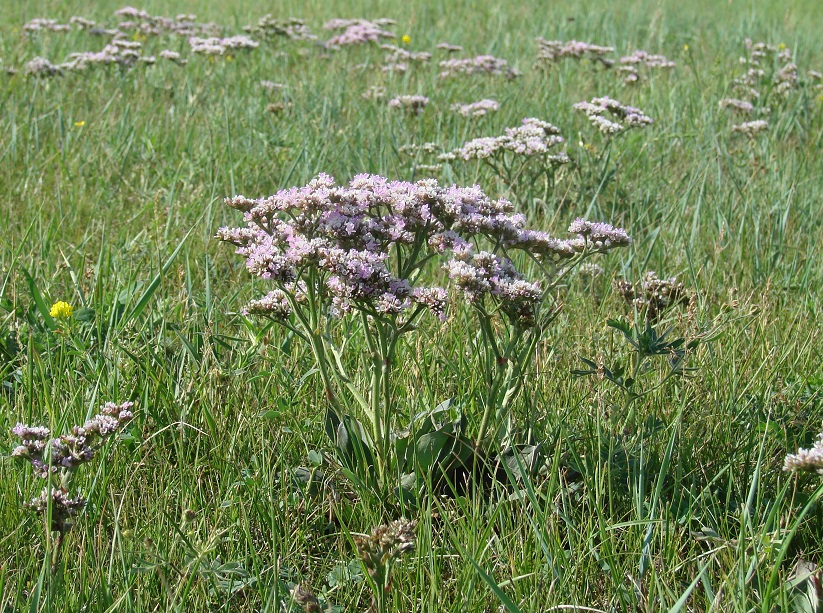 Изображение особи Goniolimon speciosum.