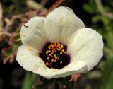 Hibiscus trionum