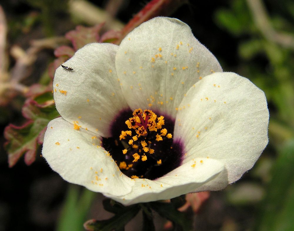 Изображение особи Hibiscus trionum.