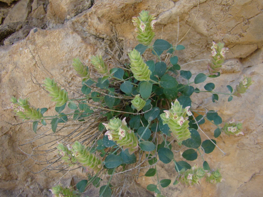 Image of Scutellaria andrachnoides specimen.
