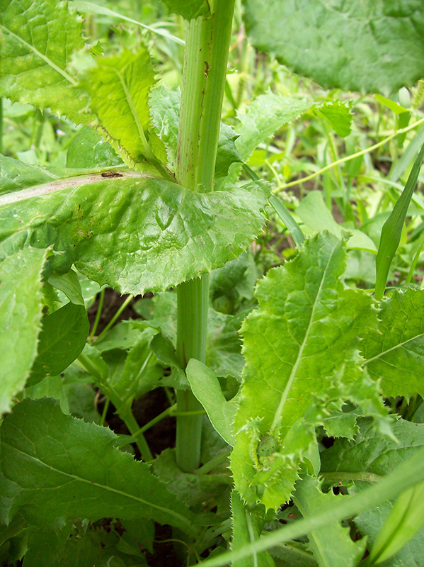 Image of Sonchus asper specimen.