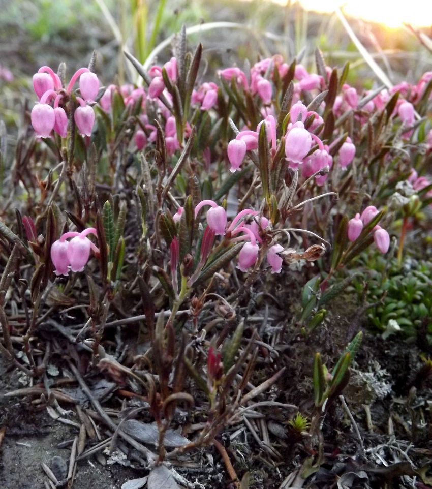 Image of Andromeda polifolia specimen.