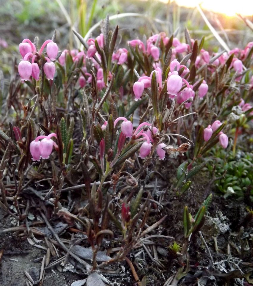 Изображение особи Andromeda polifolia.