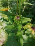 Inula helenium