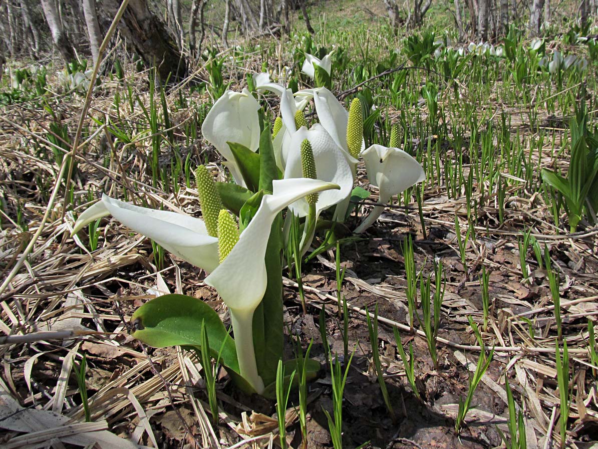 Image of Lysichiton camtschatcensis specimen.