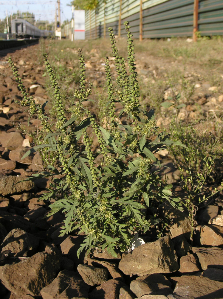 Image of Ambrosia artemisiifolia specimen.