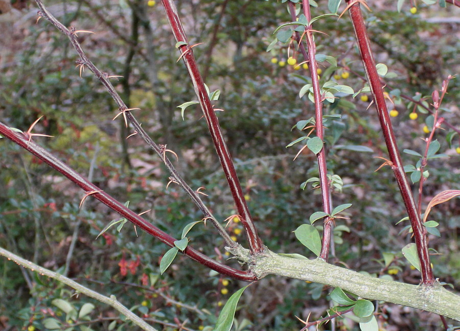 Изображение особи Berberis hakeoides.