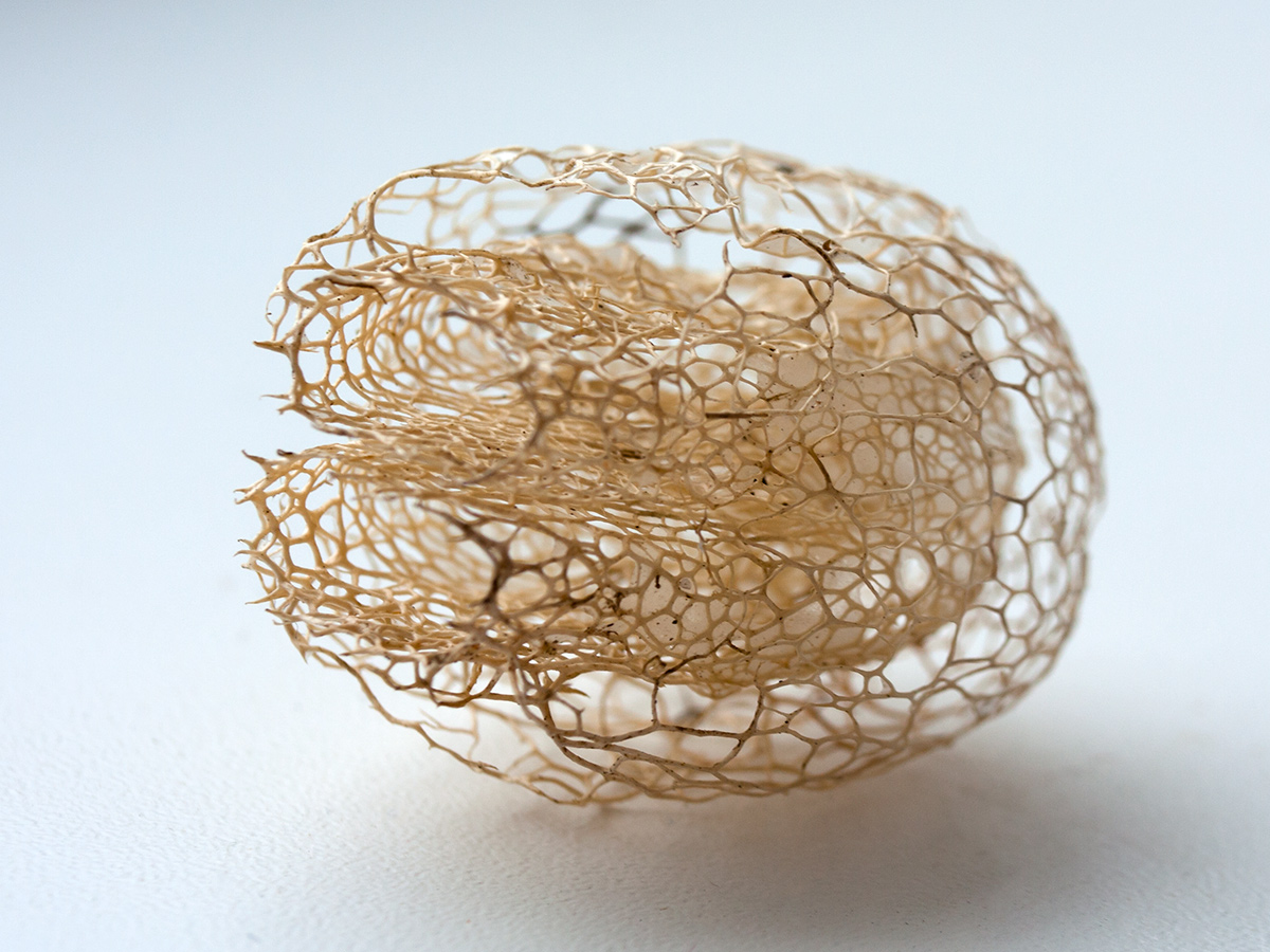 Изображение особи Echinocystis lobata.