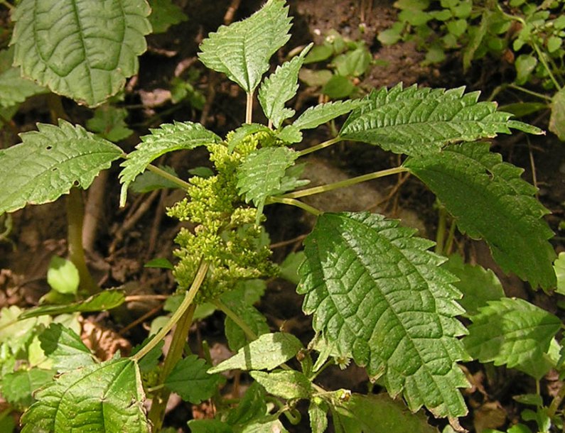 Image of Pilea mongolica specimen.