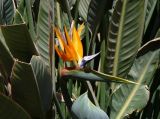 Strelitzia reginae