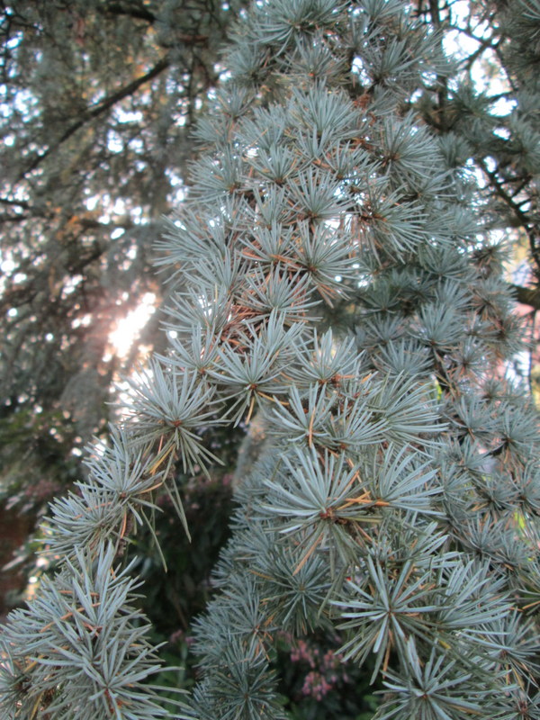 Изображение особи Cedrus atlantica.