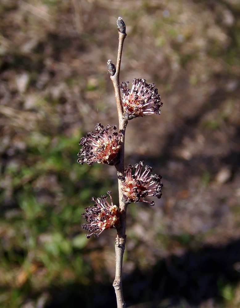 Изображение особи Ulmus minor.