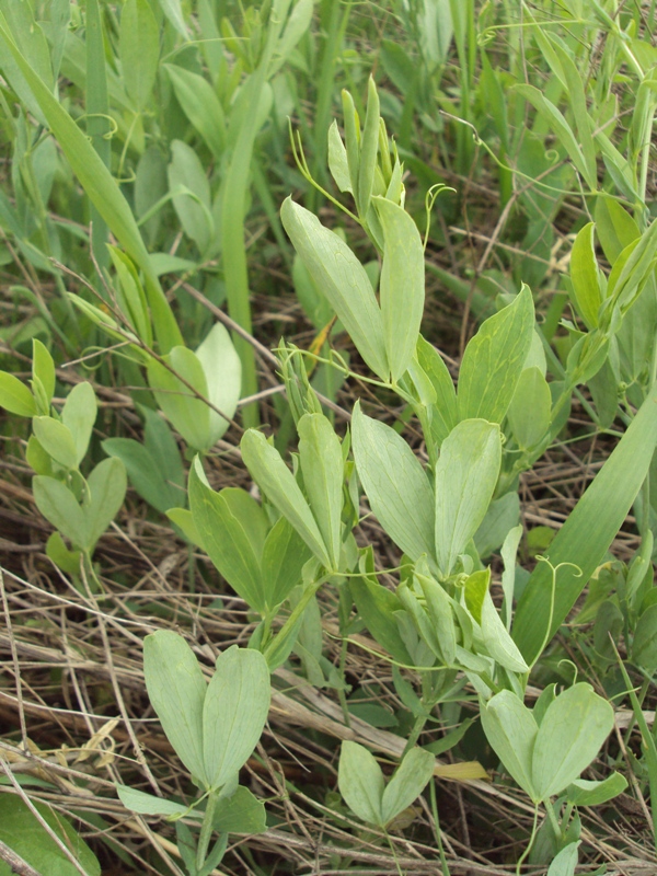 Изображение особи Lathyrus tuberosus.