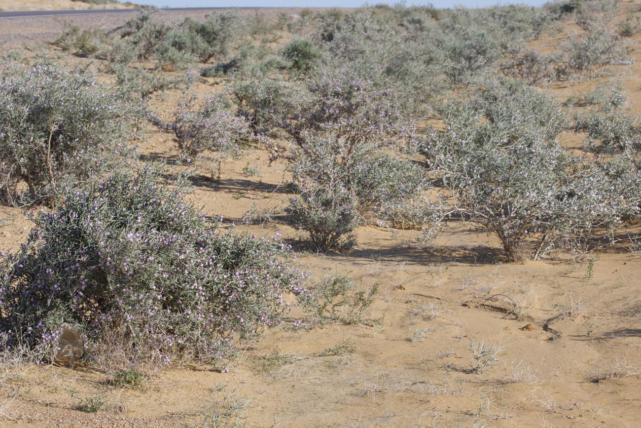 Image of Astragalus ammodendron specimen.