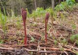 Paeonia obovata