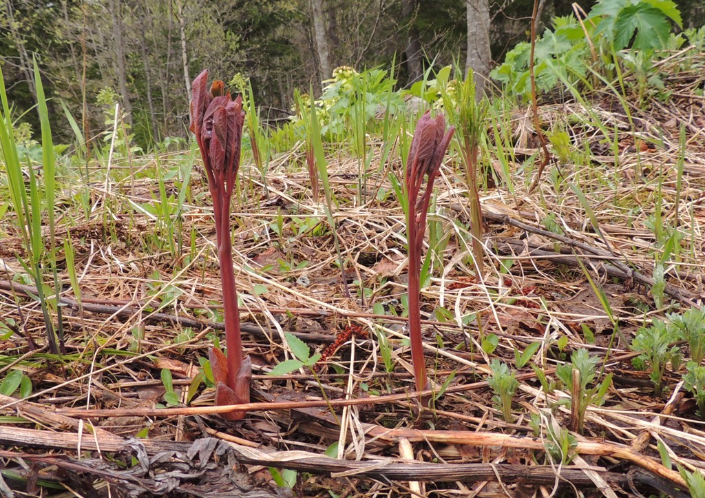 Image of Paeonia obovata specimen.