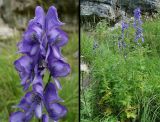 Aconitum nasutum