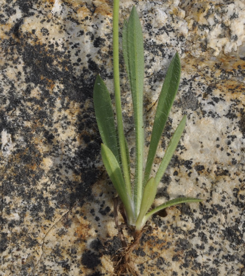 Image of Plantago lagopus specimen.