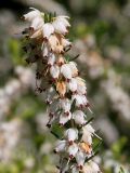 Erica carnea. Верхняя часть соцветия ('Schneekuppe'). Германия, г. Дюссельдорф, Ботанический сад университета. 04.05.2014.