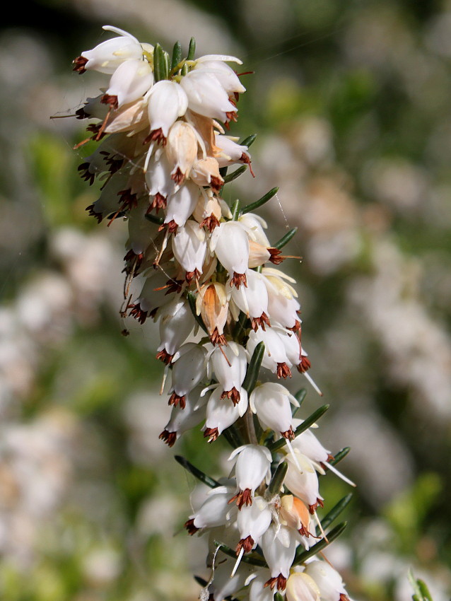 Image of Erica carnea specimen.