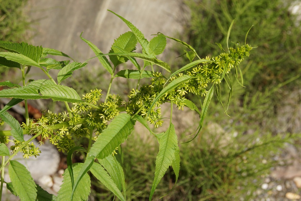 Image of Datisca cannabina specimen.