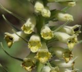 Digitalis viridiflora