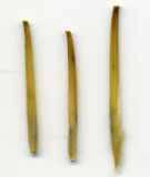 Image of taxon representative. Author is Николай Дегтярёв